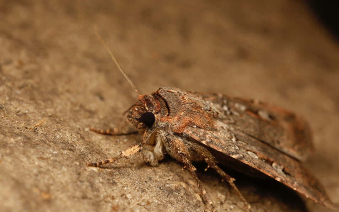 Scoperta in Australia una specie di falena che naviga con le stelle