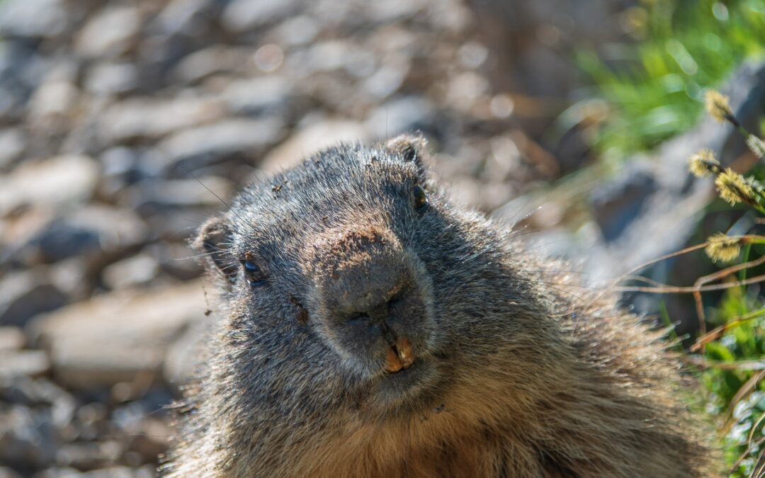 Il cambiamento climatico ha un impatto minimo sulle marmotte