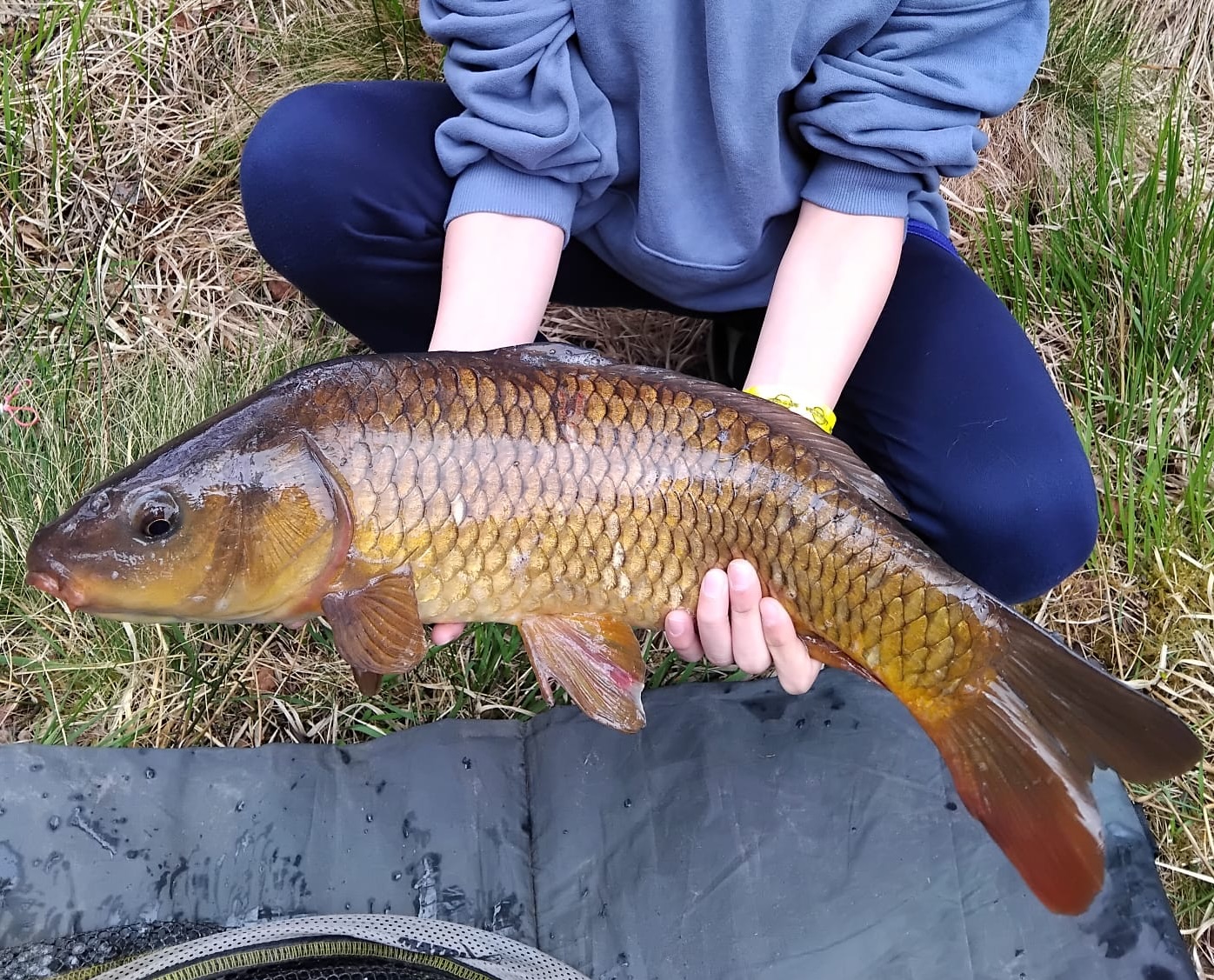 Angled carp