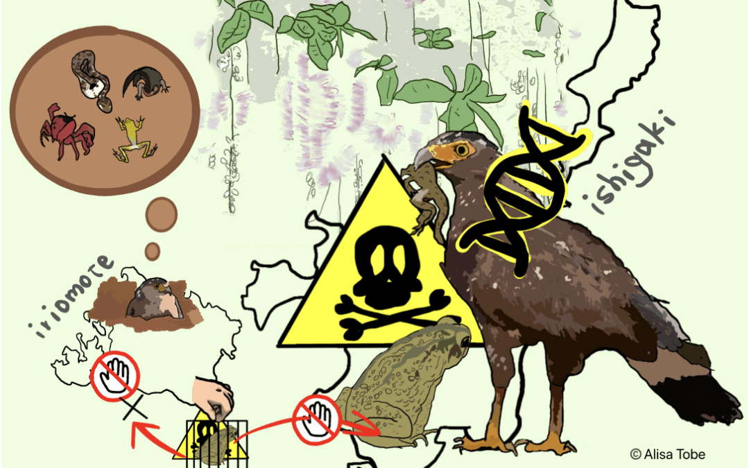 In Giappone una specie di aquile resiste alle prede aliene velenose