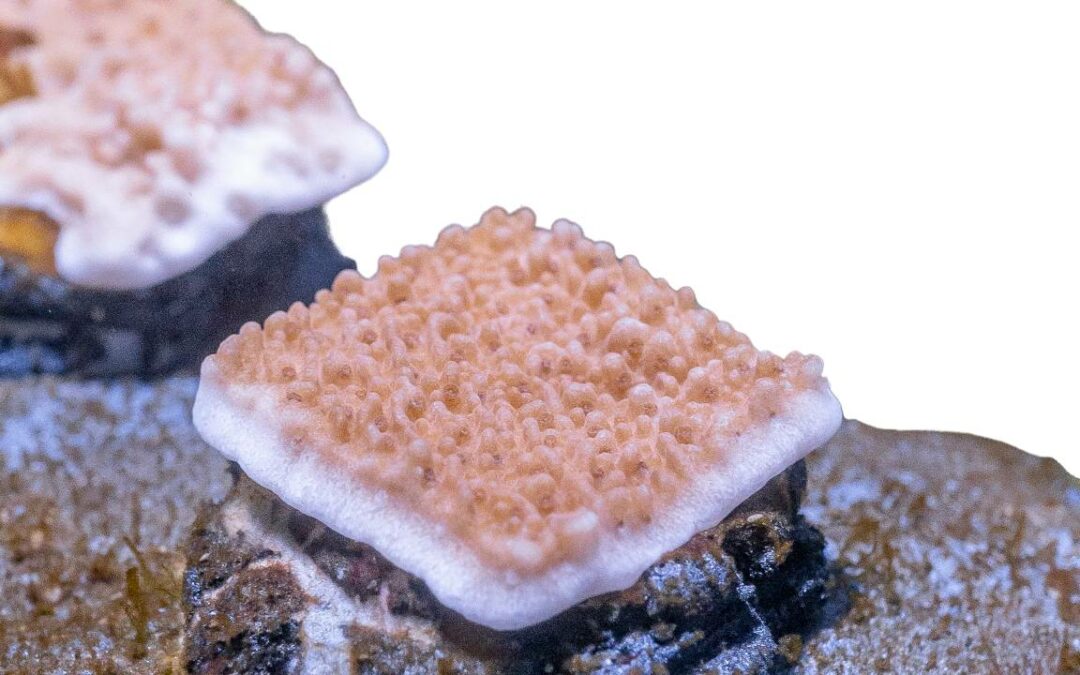 Alla Bicocca realizzato cerotto per curare i coralli