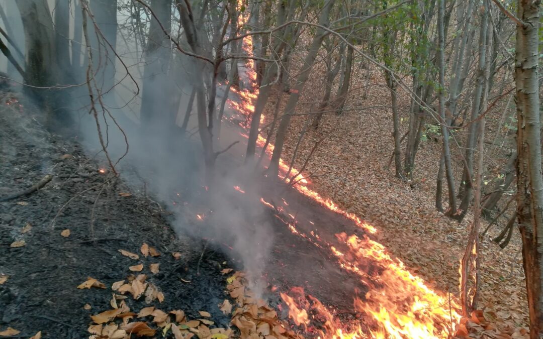 Incendi, gestione forestale sostenibile PEFC riduce impatti ambientali e perdita di biodiversità