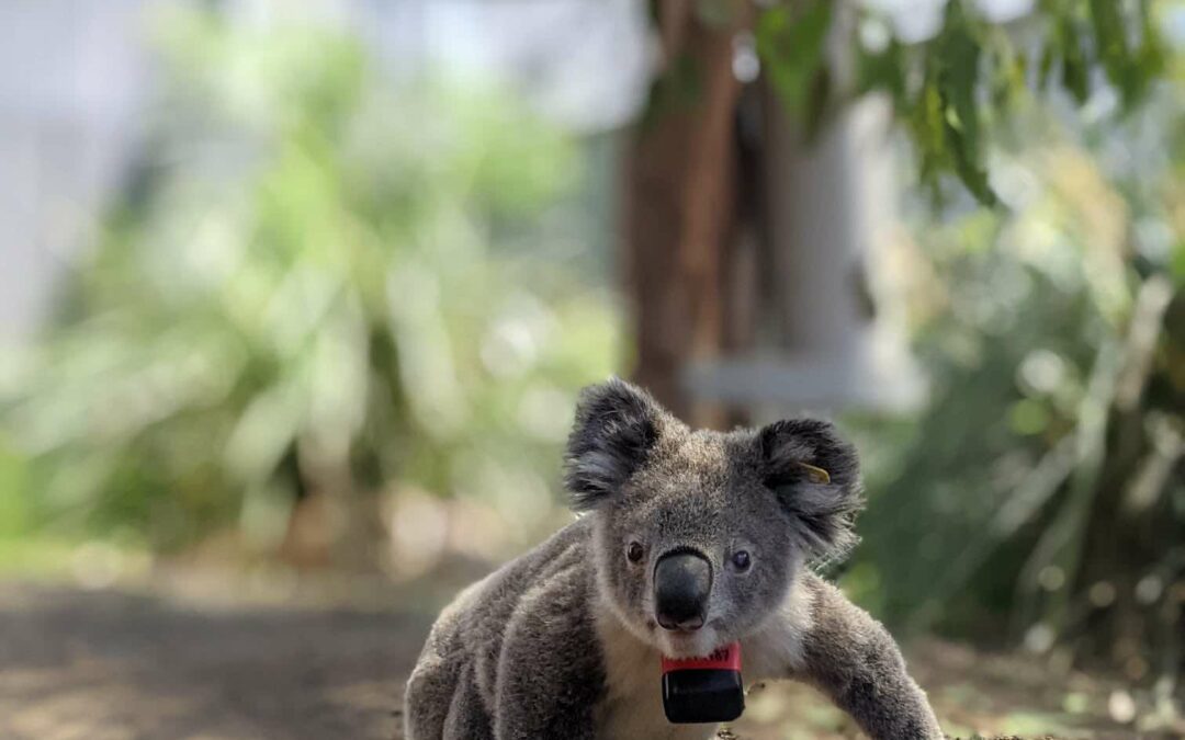 I koala trascorrono solo l’1% della loro vita a terra, ma questo li sta uccidendo