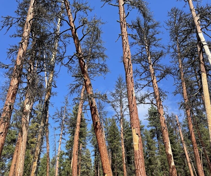 Gli alberi secolari muoiono più velocemente del previsto nell’Oregon orientale
