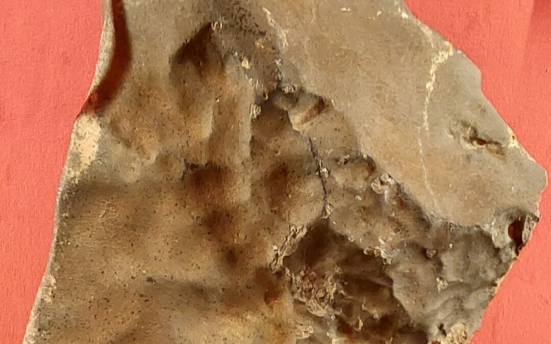 Il più grande campione di Marte esistente sulla Terra studiato da ricercatori dell’Università di Firenze