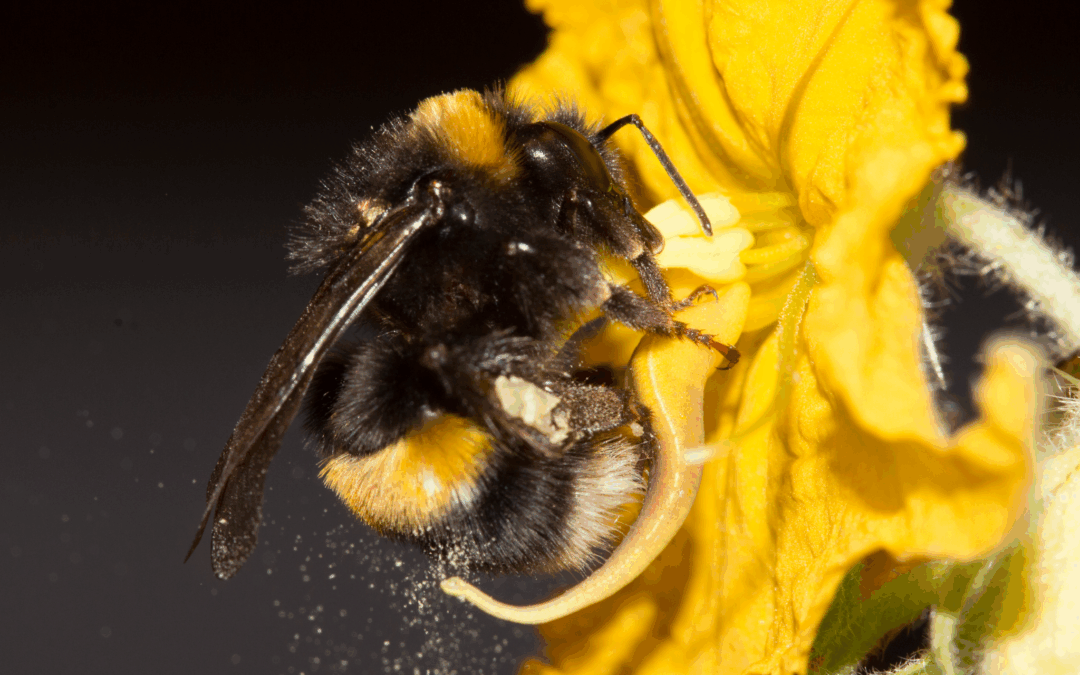 I bombi possono leggere un codice simile al Morse