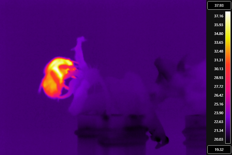 Il calore e i metalli pesanti stanno cambiando il modo in cui le api ronzano
