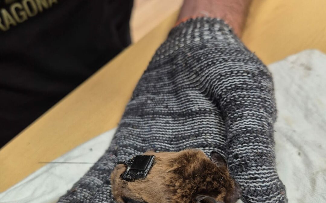In Toscana il primo pipistrello italiano monitorato con GPS