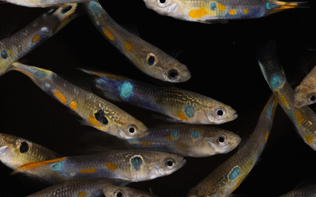 L’arancione è il nuovo afrodisiaco per i guppies