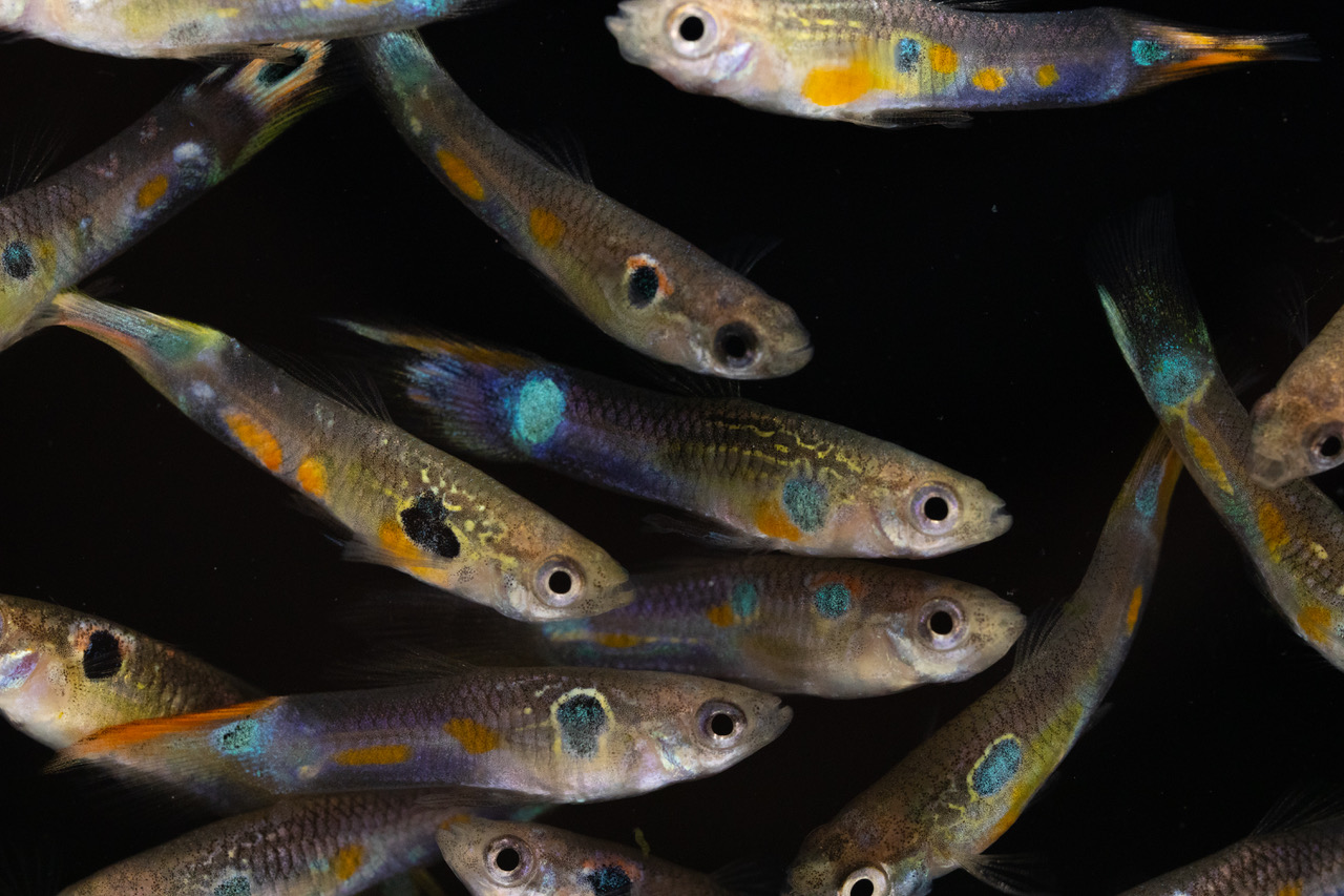 Male guppies have an extraordinary diversity of colours. Credit_ Wouter van der Bijl