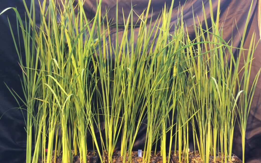 Moon-Rice, il progetto per sviluppare la coltura perfetta per le basi spaziali