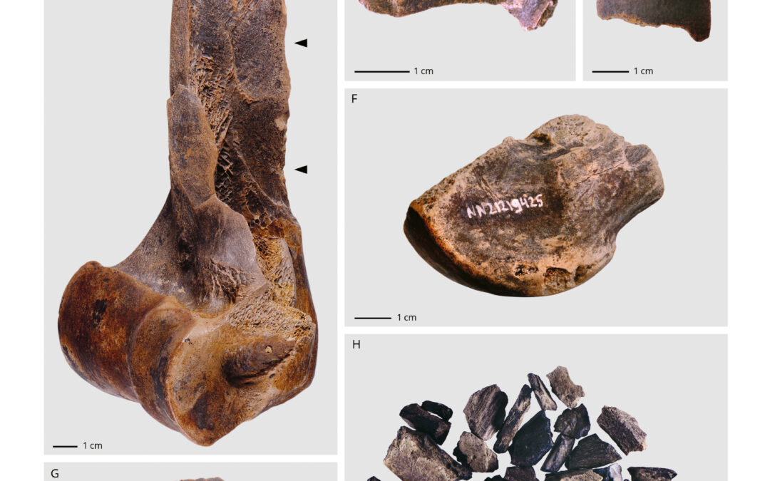 I Neanderthal avevano fabbriche dove lavoravano grasso osseo già 125.000 anni fa