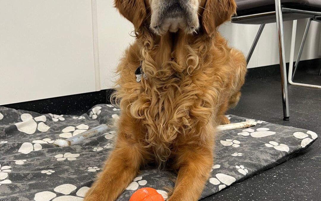 I cani Bio Detection rilevano con successo il morbo di Parkinson tramite l’odore