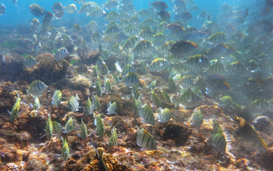 L’eliminazione dei ratti invasivi potrebbe ripristinare il flusso di nutrienti alle Seychelles
