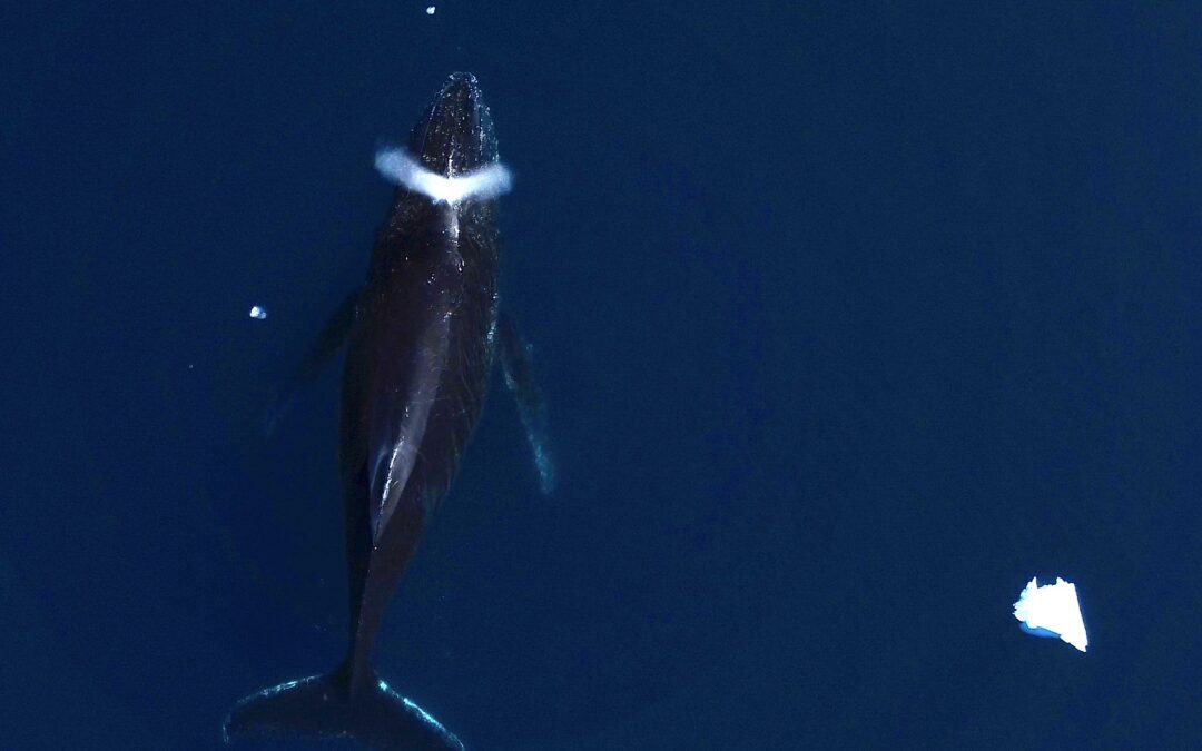 Le balene compiono migrazioni molto più lunghe di quanto abbiamo stimato