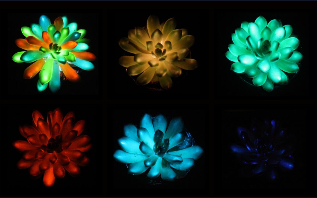 Create piante fluorescenti ricaricabili con luce del sole