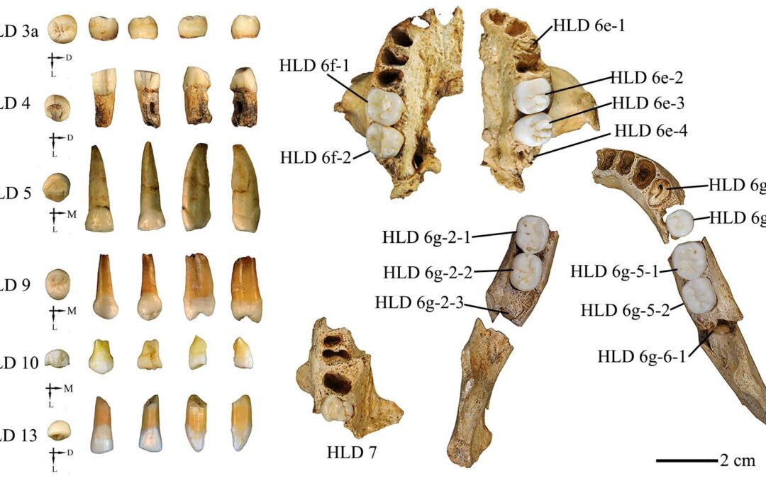Scoperti in Cina fossili di ominidi dalle caratteristiche uniche