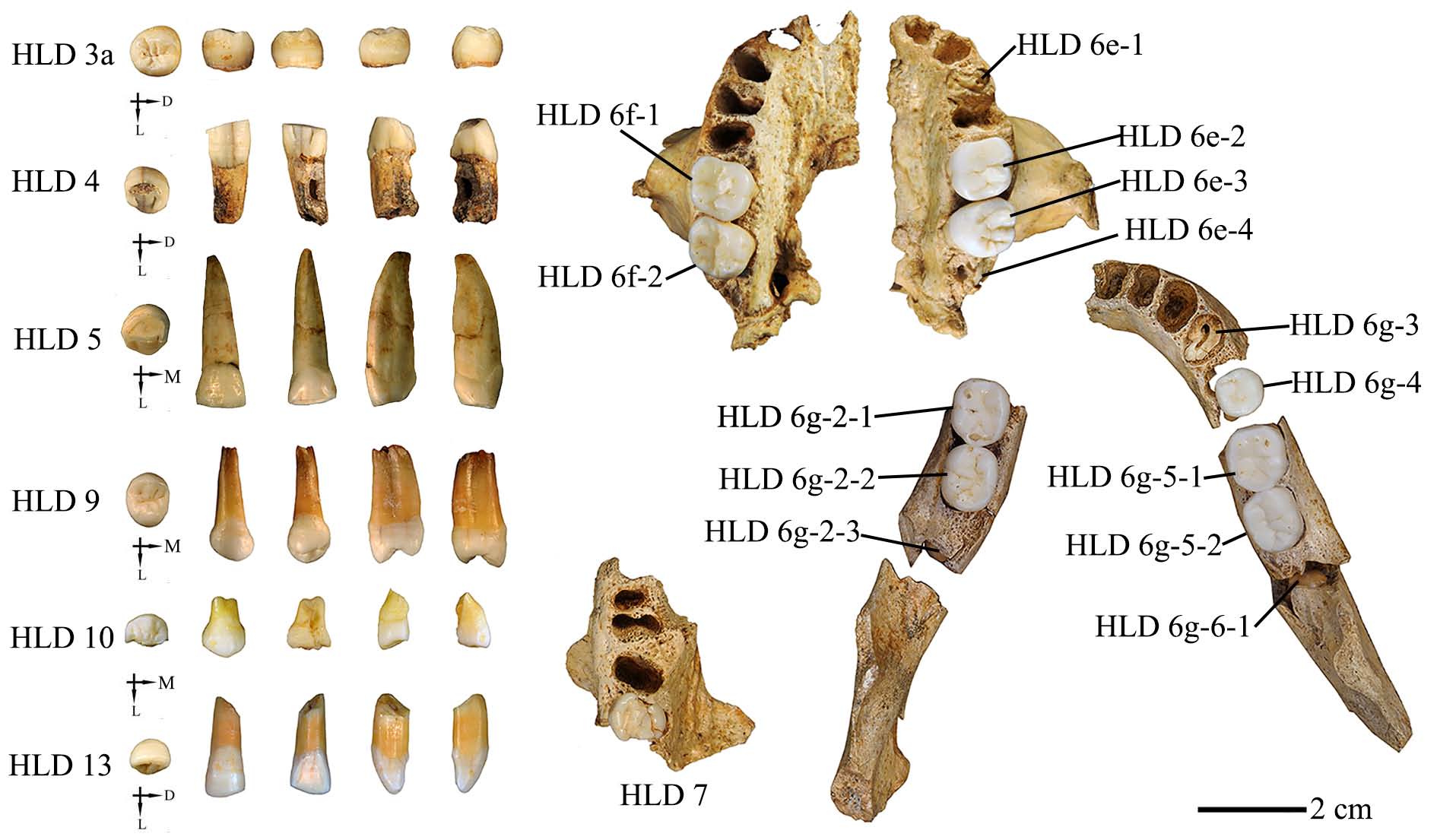 2-igure2022020teeth20fossils20ualongdongjpg