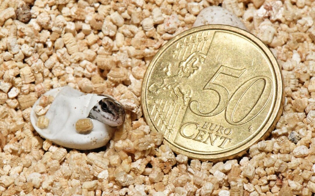 Al Bioparco di Roma sono nate 52 rarissime lucertole delle Eolie