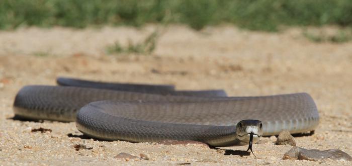 Il serpente più temuto dell’Africa permette di individuare l’inquinamento da metalli