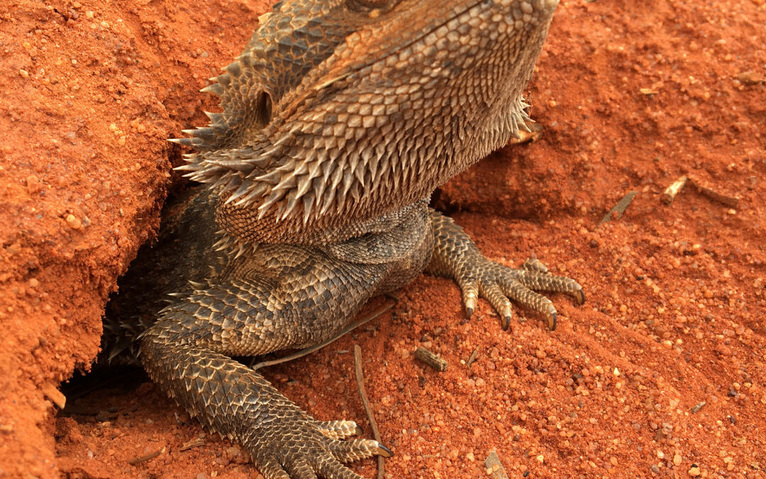 Scienza: svelato gene chiave del sesso del drago barbuto