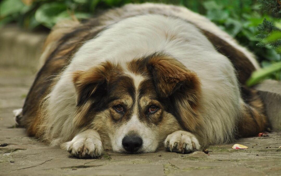 Allo studio impianto per cani obesi che imita Ozempic