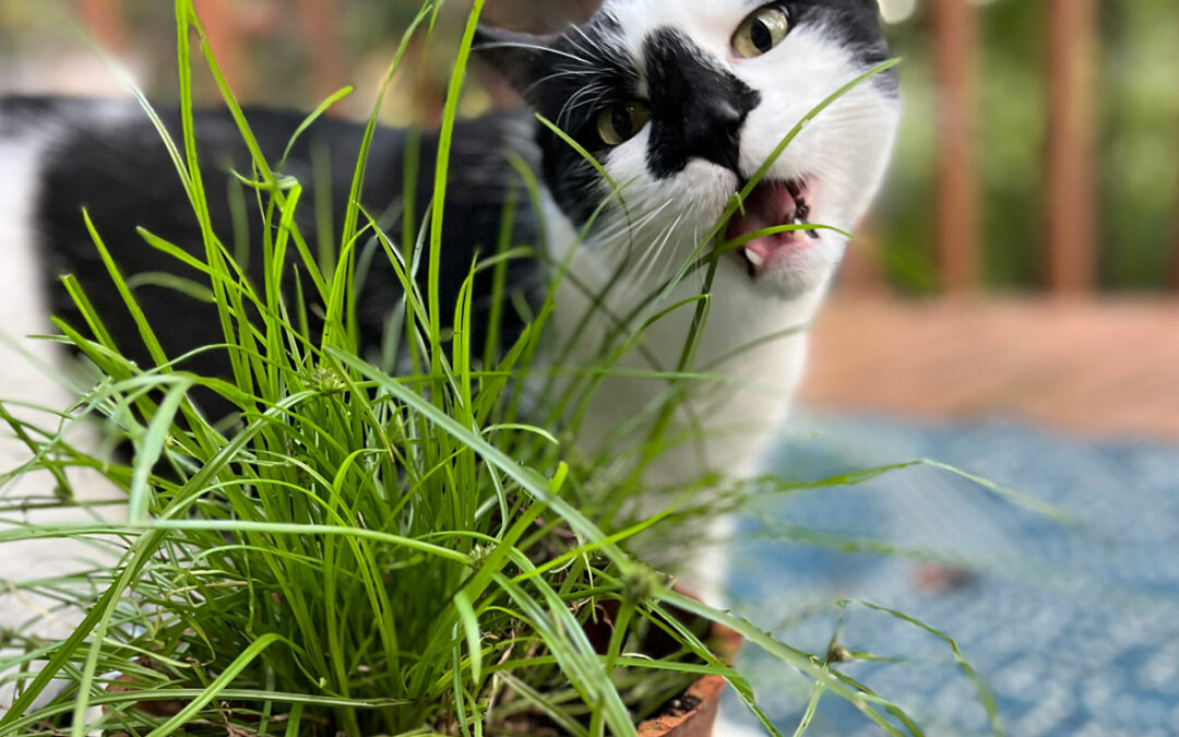 Le palle di pelo sembrano rivelare perché i gatti mangiano l’erba