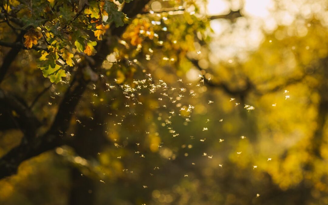 Col climate change le infezioni di West Nile cresceranno, esperto “bisogna prepararsi”