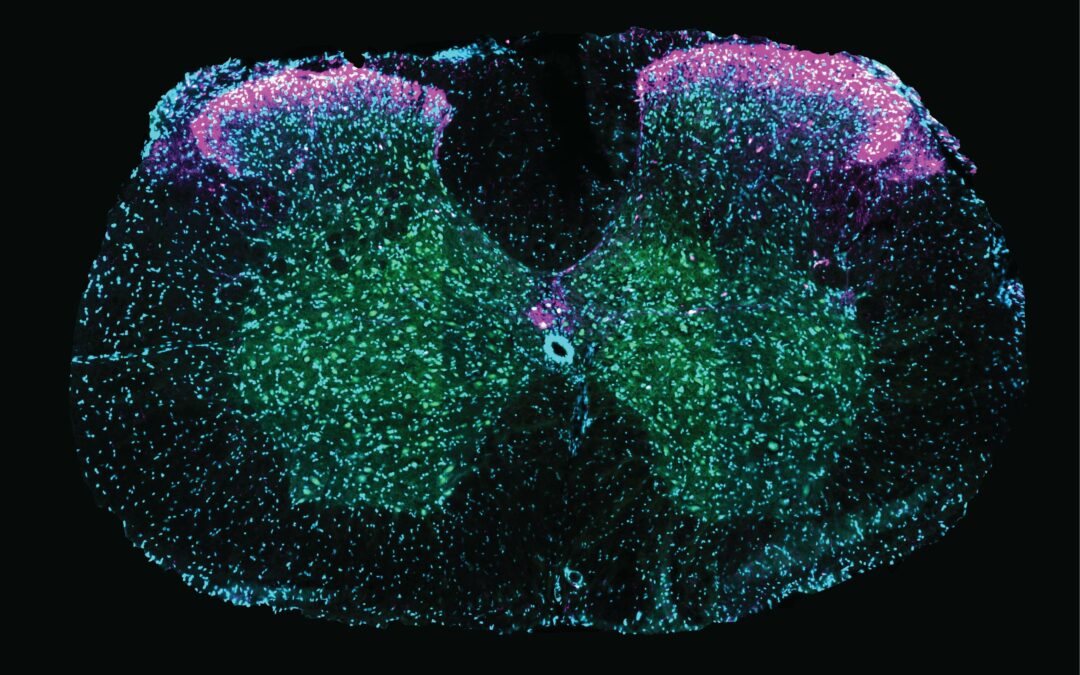 Il midollo spinale svolge più di una funzione nel sesso