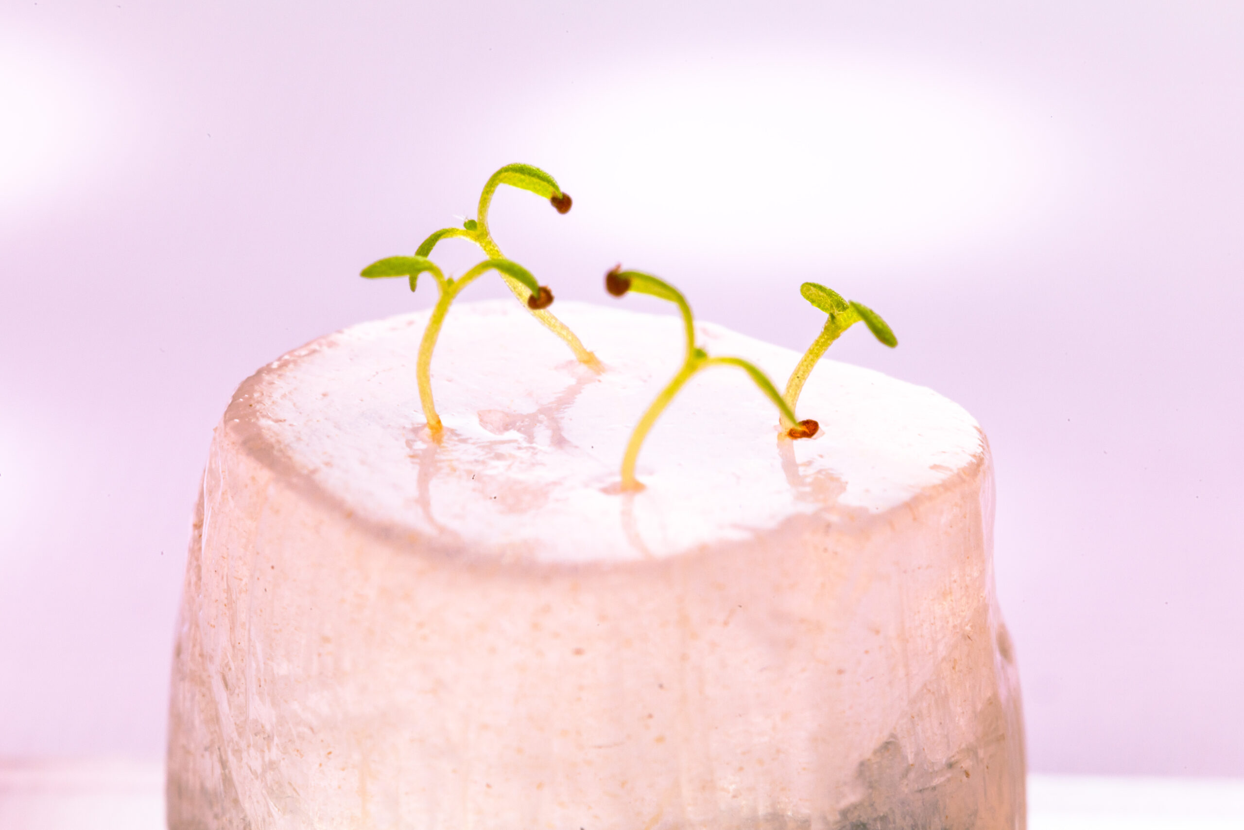 Idrogel superassorbenti_ biostimolanti e biodegradabili da biomassa algale che trattengono acqua e rilasciano nutrienti_ favorendo la germinazione e la crescita sostenibile delle piante_21866