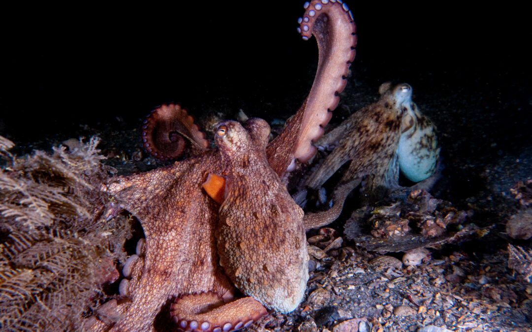 I polpi scelgono il tentacolo più adatto a ogni compito