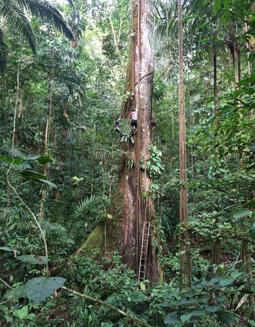 La CO2 sta facendo ingrassare gli alberi dell’Amazzonia
