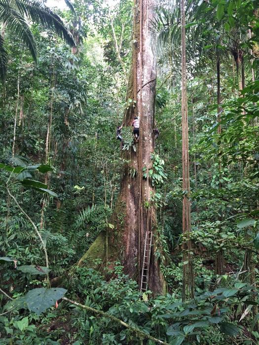 Low-Res_Colombia_measuring_giant_Ceiba_PaulineKindler