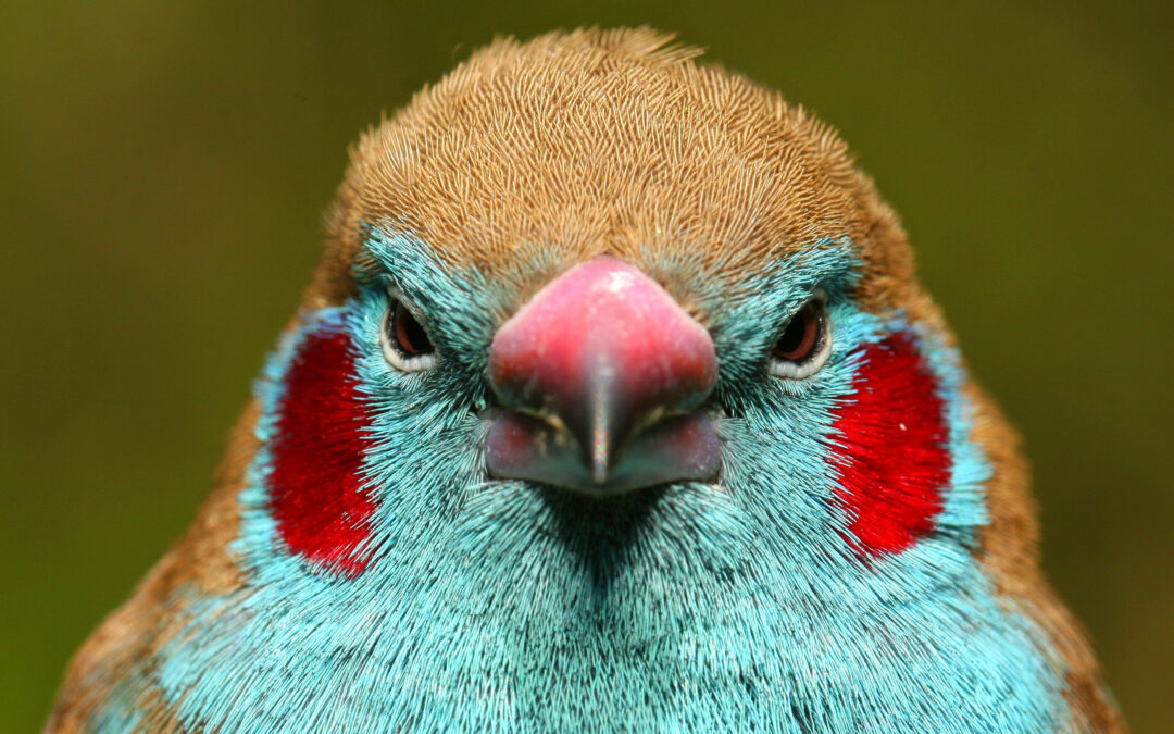 Nuovo set di dati traccia le caratteristiche ecologiche di 11.000 uccelli