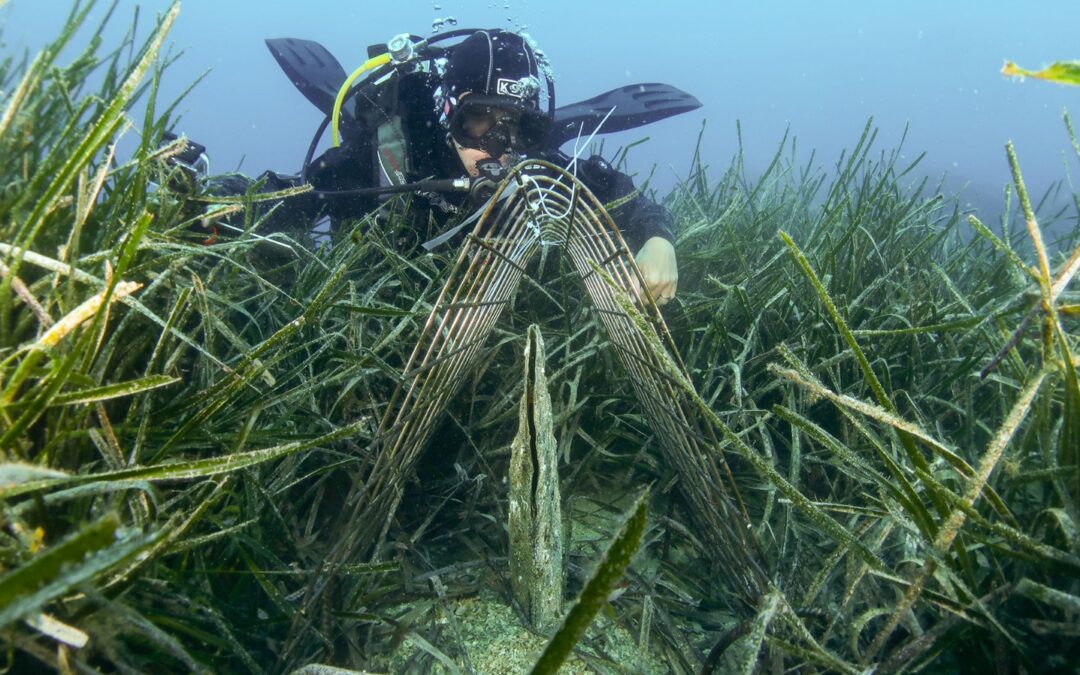 “Fermare l’estinzione”, un documentario racconta i 4 anni di attività per salvare la nacchera di mare