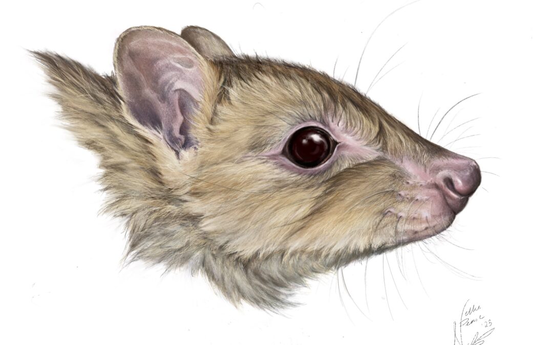 Sostenibilità: scoperta una nuova specie di marsupiale, ma potrebbe essere già estinta