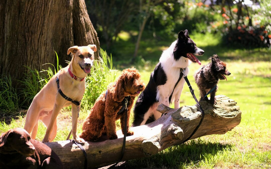 La pandemia potrebbe aver influenzato l’addestrabilità dei cani