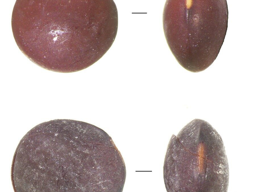 Nelle Canarie da 2000 anni coltivano le stesse lenticchie