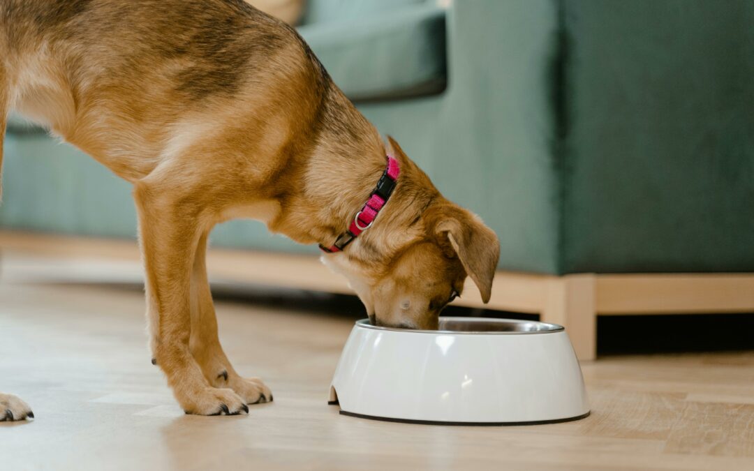 Per cani veg servono integratori, incomplete anche pappe non veg