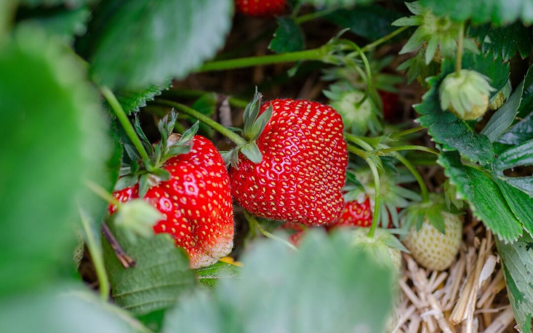 Mangiare fragole, spinaci e peperoni aumenta il rischio di assorbire i pesticidi