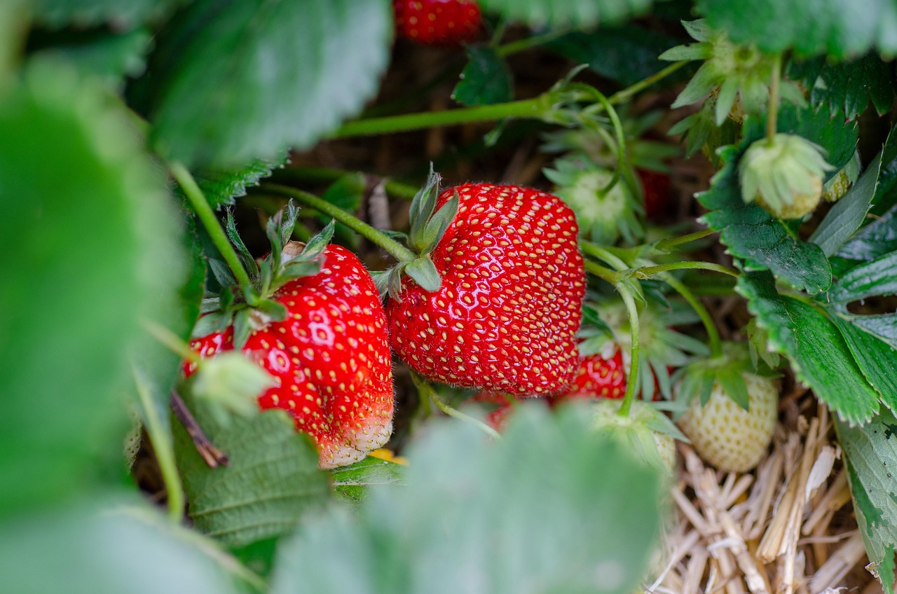 strawberries-7323943_1280
