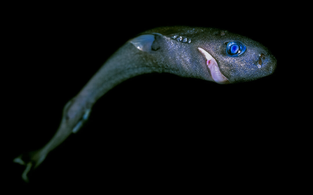 Squali e razze minacciati dalle miniere sottomarine