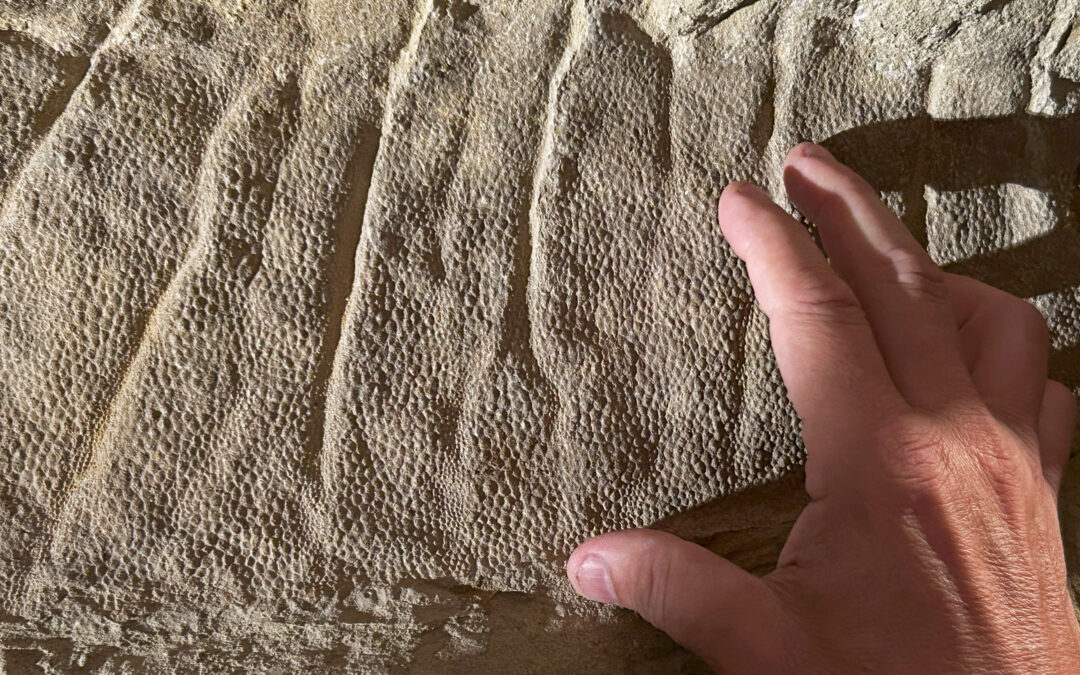 Mummie di dinosauro, la pelle conservata in stampi di argilla