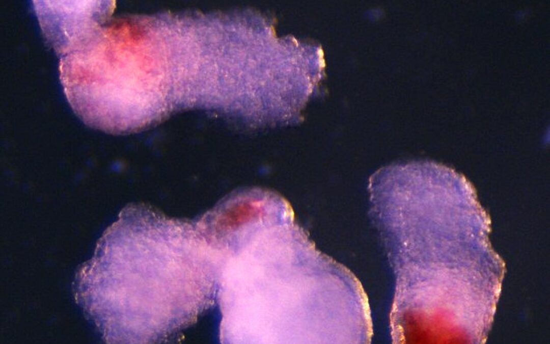 Embrione umano coltivato produce cellule del sangue