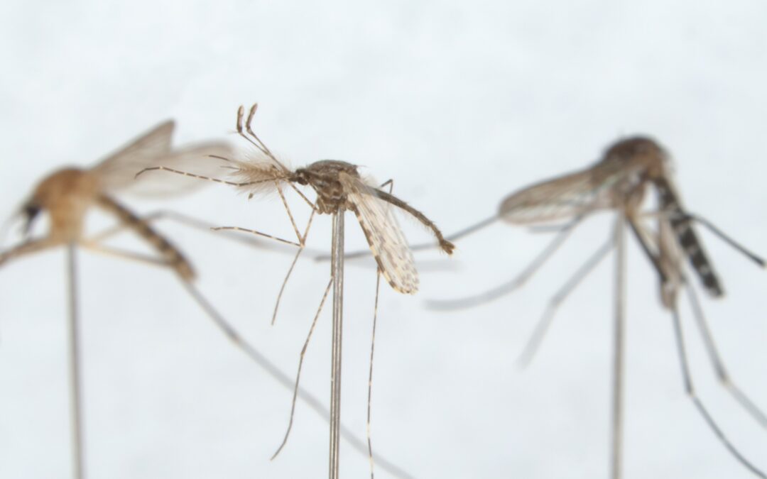 Studio rivela le origini della zanzara urbana capace di trasmettere il virus del West-Nile