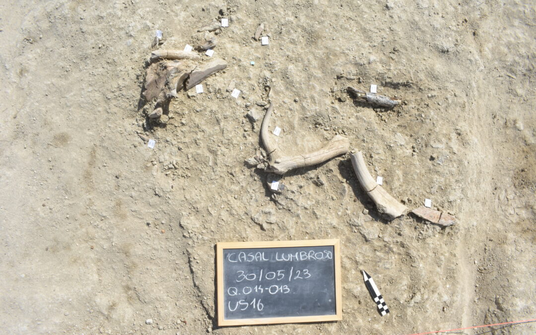 A Roma si andava a caccia di elefanti 400mila anni fa