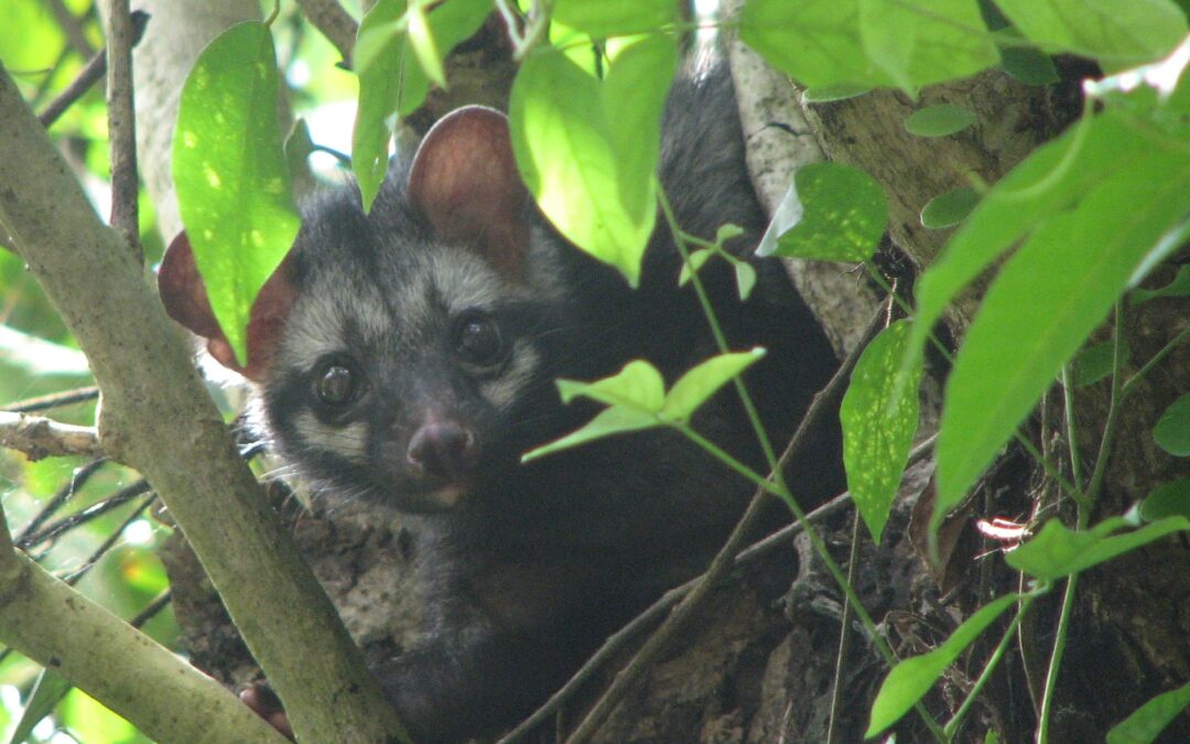 Caffè allo zibetto, l’aroma dipende dai composti chimici delle feci delle civette delle palme