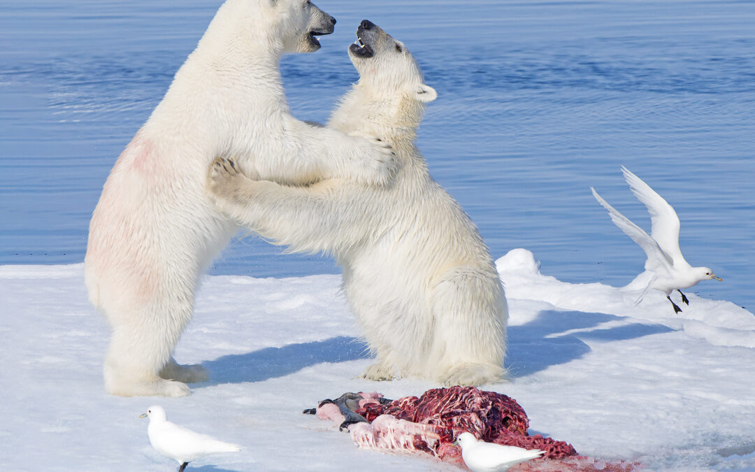 Gli orsi polari sono “distributori di cibo” fondamentali per l’Artico