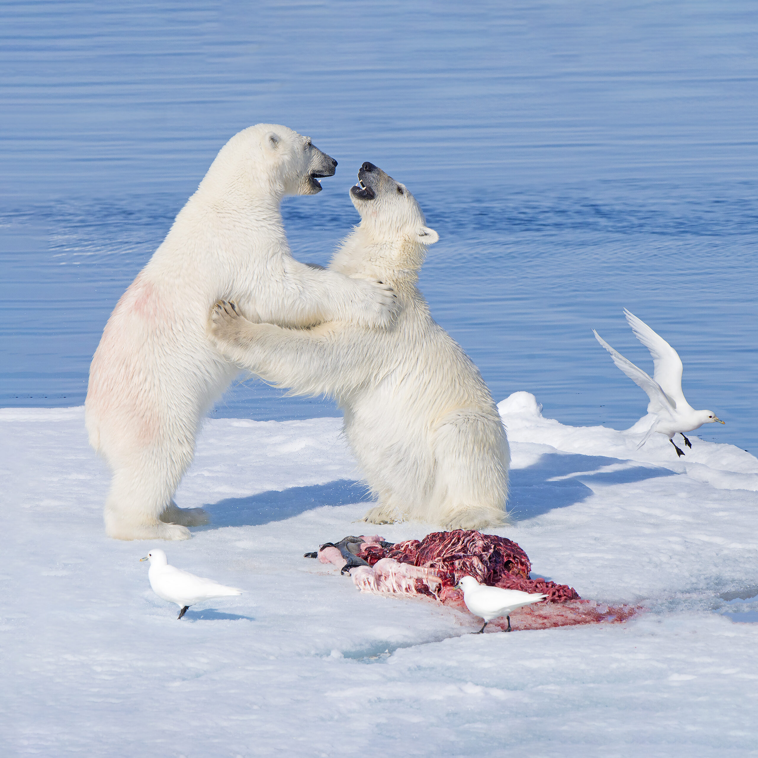 Polar Bears