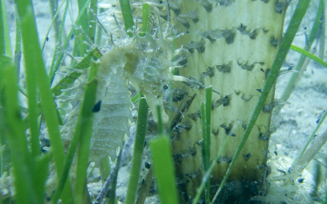 L’Adriatico perde le sue praterie marine: il riscaldamento del mare tra le cause principali